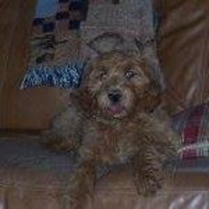 Meet your Posher, Susan